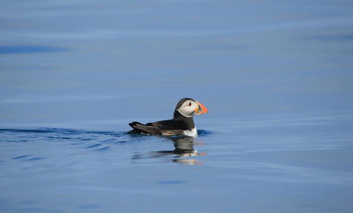 Puffin! :-)